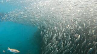 Пхукет, Корал Айленд: косяки рыб в январе и легкий спиннинг