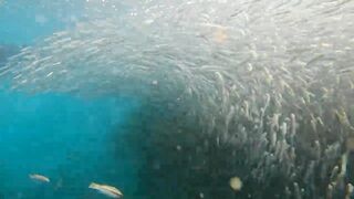 Пхукет, Корал Айленд: косяки рыб в январе и легкий спиннинг