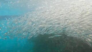 Пхукет, Корал Айленд: косяки рыб в январе и легкий спиннинг