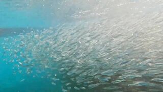 Пхукет, Корал Айленд: косяки рыб в январе и легкий спиннинг