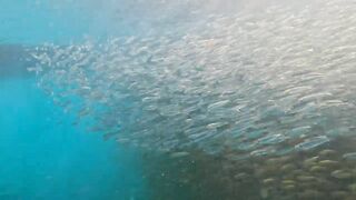 Пхукет, Корал Айленд: косяки рыб в январе и легкий спиннинг