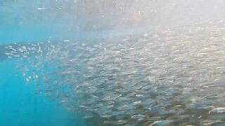 Пхукет, Корал Айленд: косяки рыб в январе и легкий спиннинг