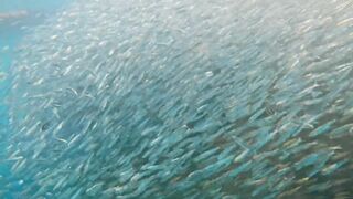 Пхукет, Корал Айленд: косяки рыб в январе и легкий спиннинг