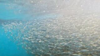 Пхукет, Корал Айленд: косяки рыб в январе и легкий спиннинг