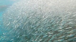 Пхукет, Корал Айленд: косяки рыб в январе и легкий спиннинг