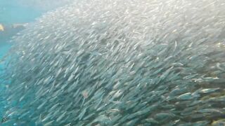 Пхукет, Корал Айленд: косяки рыб в январе и легкий спиннинг
