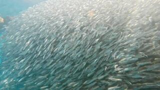 Пхукет, Корал Айленд: косяки рыб в январе и легкий спиннинг