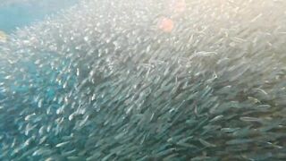 Пхукет, Корал Айленд: косяки рыб в январе и легкий спиннинг