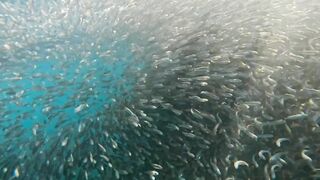 Пхукет, Корал Айленд: косяки рыб в январе и легкий спиннинг