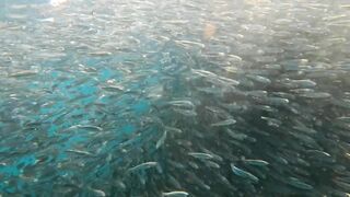 Пхукет, Корал Айленд: косяки рыб в январе и легкий спиннинг