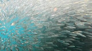 Пхукет, Корал Айленд: косяки рыб в январе и легкий спиннинг