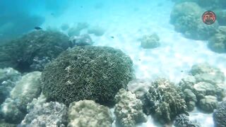 Занзибар снорклинг — Мнемба, Накупенда, Голубая лагуна: рыба и течения