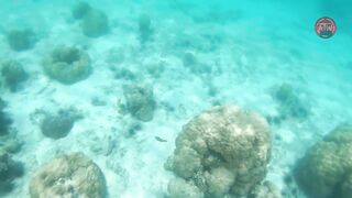 Занзибар снорклинг — Мнемба, Накупенда, Голубая лагуна: рыба и течения