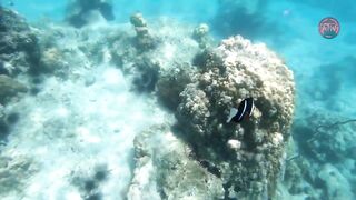 Занзибар снорклинг — Мнемба, Накупенда, Голубая лагуна: рыба и течения