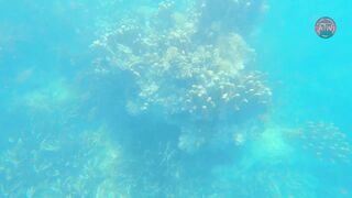 Занзибар снорклинг — Мнемба, Накупенда, Голубая лагуна: рыба и течения