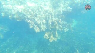 Занзибар снорклинг — Мнемба, Накупенда, Голубая лагуна: рыба и течения