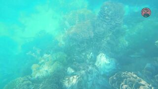 Занзибар снорклинг — Мнемба, Накупенда, Голубая лагуна: рыба и течения