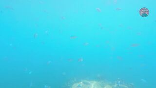 Занзибар снорклинг — Мнемба, Накупенда, Голубая лагуна: рыба и течения