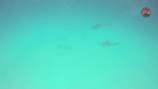 Занзибар снорклинг — Мнемба, Накупенда, Голубая лагуна: рыба и течения