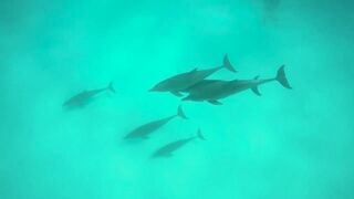 Занзибар снорклинг — Мнемба, Накупенда, Голубая лагуна: рыба и течения