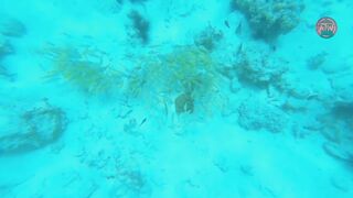 Занзибар снорклинг — Мнемба, Накупенда, Голубая лагуна: рыба и течения