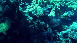 Красное море, Марса Алам: рыбалка и дайвинг в одном маршруте