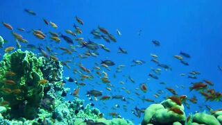 Красное море, Марса Алам: рыбалка и дайвинг в одном маршруте