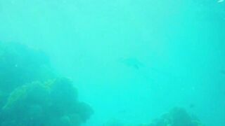 Красное море, Марса Алам: рыбалка и дайвинг в одном маршруте