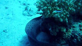 Красное море, Марса Алам: рыбалка и дайвинг в одном маршруте