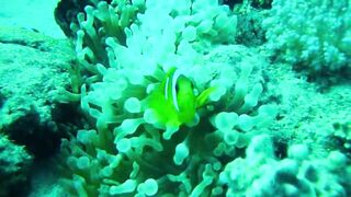 Красное море, Марса Алам: рыбалка и дайвинг в одном маршруте