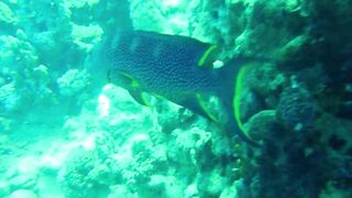 Красное море, Марса Алам: рыбалка и дайвинг в одном маршруте