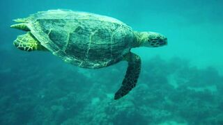 Красное море, Марса Алам: рыбалка и дайвинг в одном маршруте