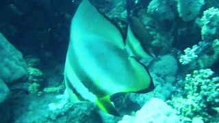 Красное море, Марса Алам: рыбалка и дайвинг в одном маршруте