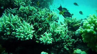 Красное море, Марса Алам: рыбалка и дайвинг в одном маршруте