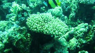 Красное море, Марса Алам: рыбалка и дайвинг в одном маршруте