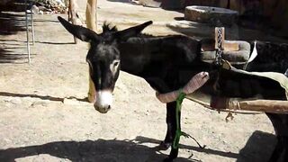 Красное море, Марса Алам: рыбалка и дайвинг в одном маршруте