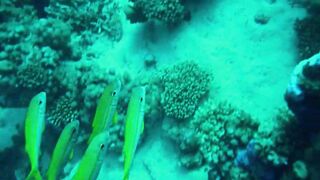 Красное море, Марса Алам: рыбалка и дайвинг в одном маршруте