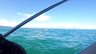 Пуэрто-Хименес, Оса — Коста-Рика: рыбалка в заливе и дельфины у борта