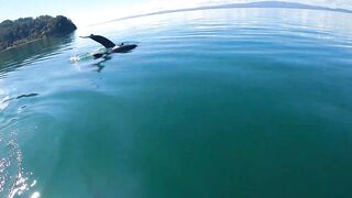 Пуэрто-Хименес, Оса — Коста-Рика: рыбалка в заливе и дельфины у борта