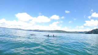 Пуэрто-Хименес, Оса — Коста-Рика: рыбалка в заливе и дельфины у борта