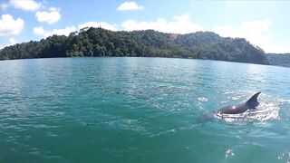 Пуэрто-Хименес, Оса — Коста-Рика: рыбалка в заливе и дельфины у борта