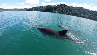 Пуэрто-Хименес, Оса — Коста-Рика: рыбалка в заливе и дельфины у борта