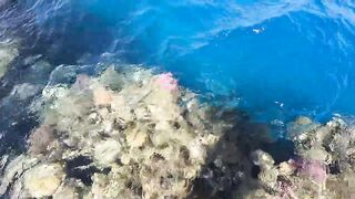 Пять дней морской рыбалки в Marsa Alam с берега и по кромке рифа Египет