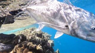 Пять дней морской рыбалки в Marsa Alam с берега и по кромке рифа Египет