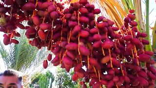 Северный Кипр Гюзельюрт музей икон и прогулка по старым улочкам города