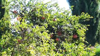 Северный Кипр Гюзельюрт музей икон и прогулка по старым улочкам города