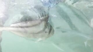 Морская рыбалка в Playa del Coco fly fishing по волне и выезды на лодке у берега Коста-Рики