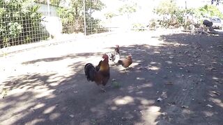 Морская рыбалка в Playa del Coco fly fishing по волне и выезды на лодке у берега Коста-Рики