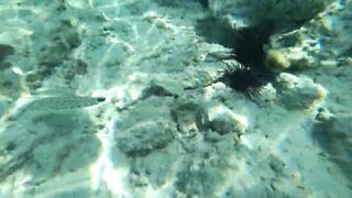 Что можно увидеть под водой на пляжах Занзибара Нунгви и Kendwa и как тут с рыбалкой