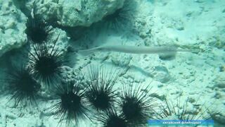 Что можно увидеть под водой на пляжах Занзибара Нунгви и Kendwa и как тут с рыбалкой